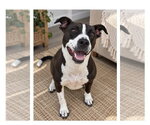 Sadie - Female Mutt Dog for Adoption - Small photo