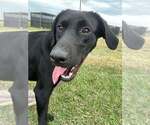 Small #2 Labrador Retriever Mix