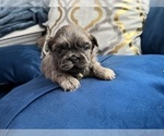 Puppy 3 Shih Tzu