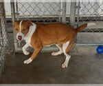 Small #3 Mutt