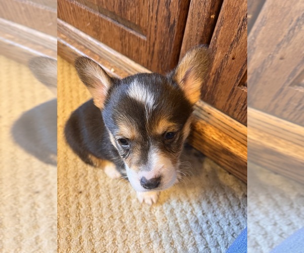 Medium Photo #4 Pembroke Welsh Corgi Puppy For Sale in ROCKFORD, IL, USA
