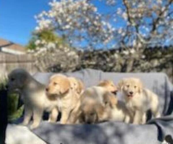 Medium Photo #31 Golden Retriever Puppy For Sale in CITRUS HEIGHTS, CA, USA