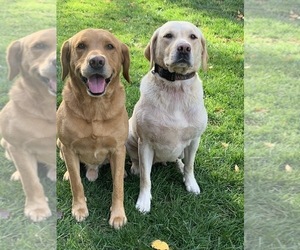 Mother of the Labrador Retriever puppies born on 01/31/2023