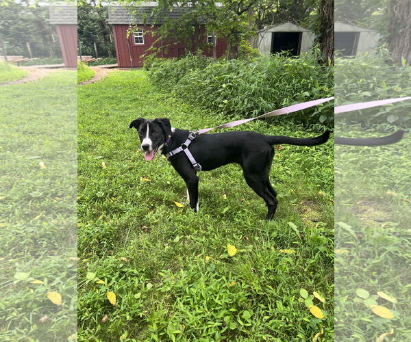 Medium Photo #4 American Pit Bull Terrier-Unknown Mix Puppy For Sale in Oakhurst, NJ, USA