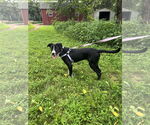 Small #3 American Pit Bull Terrier Mix