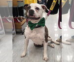 Small #2 Boxer Mix