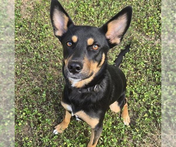 Medium Photo #2 Mutt Puppy For Sale in San Antonio, TX, USA