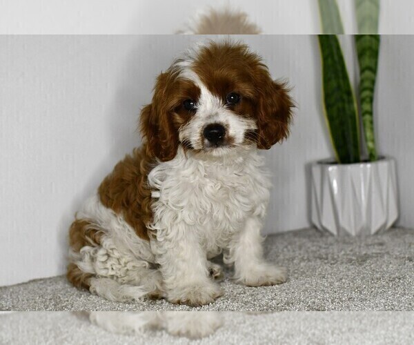 Medium Photo #3 Cavapoo Puppy For Sale in MIDDLEBURY, IN, USA