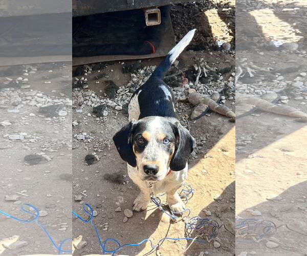 Medium Photo #1 Bagle Hound Puppy For Sale in Carrollton, TX, USA