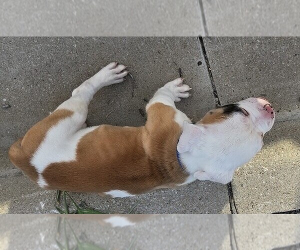 Medium Photo #4 American Bulldog Puppy For Sale in INDEPENDENCE, MO, USA