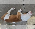 Small #3 American Bulldog