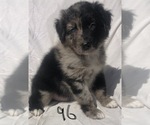 Small Photo #40 Australian Shepherd Puppy For Sale in SUNNYVALE, CA, USA