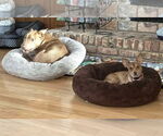 Small #25 Chihuahua