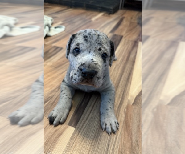Medium Photo #7 Great Dane Puppy For Sale in POMEROY, OH, USA