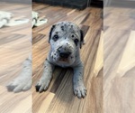 Small #6 Great Dane