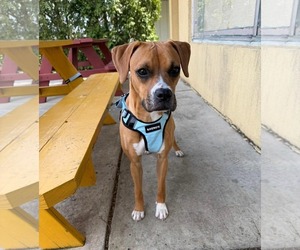 Boxer-Unknown Mix Dogs for adoption in Germantown, OH, USA