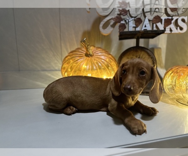 Medium Photo #4 Dachshund Puppy For Sale in EASTVALE, CA, USA