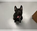 Small French Bulldog Mix