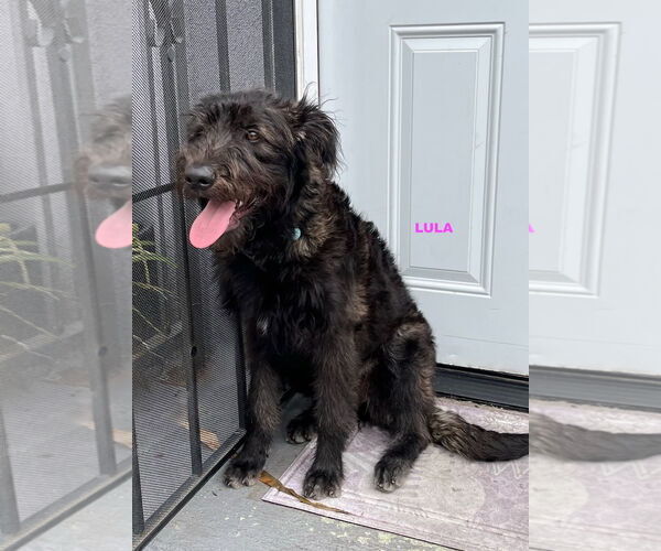 Medium Photo #1 Labradoodle Puppy For Sale in Woodland Hills, CA, USA
