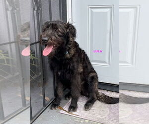 Labradoodle Dogs for adoption in Woodland Hills, CA, USA