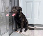 Small Labradoodle