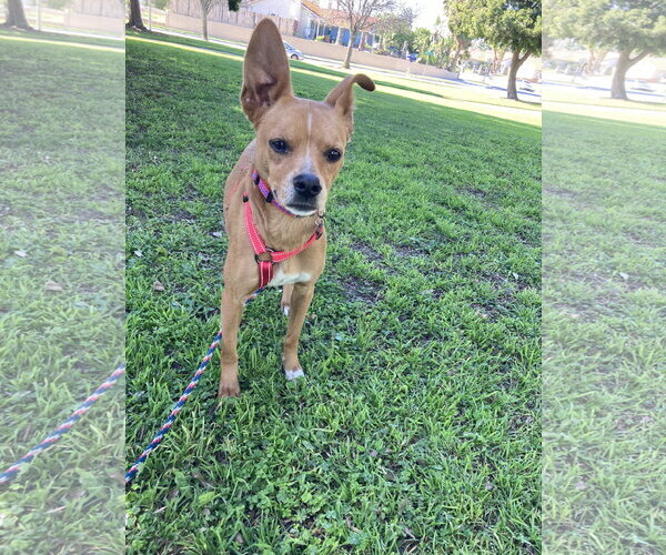 Medium Photo #3 Chihuahua-German Pinscher Mix Puppy For Sale in San Diego, CA, USA