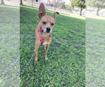 Small #2 Chihuahua-German Pinscher Mix