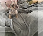 Small #9 French Bulldog