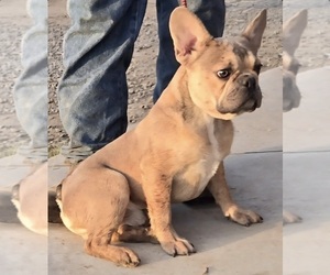 French Bulldog Puppy for sale in LAS VEGAS, NV, USA