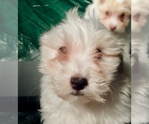 Havanese Puppy for sale in FENTON, MO, USA