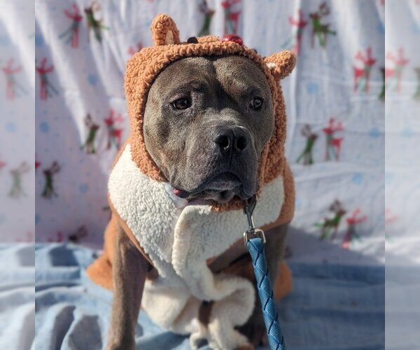 Medium Photo #8 American Staffordshire Terrier-Unknown Mix Puppy For Sale in Richmond, IN, USA
