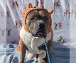 Small #7 American Staffordshire Terrier Mix