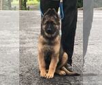 Small #2 German Shepherd Dog
