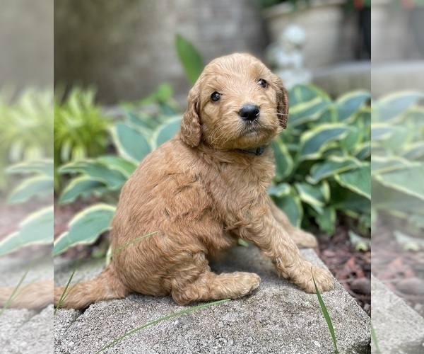 Medium Photo #2 Goldendoodle Puppy For Sale in FORDLAND, MO, USA