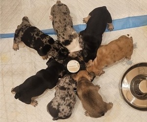 French Bulldog Litter for sale in RANCHO CUCAMONGA, CA, USA