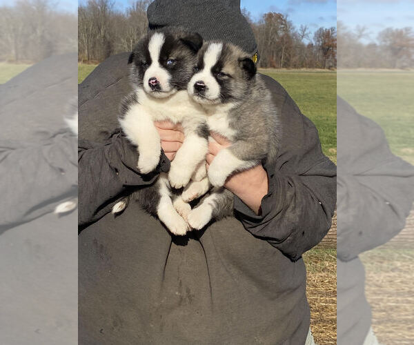 Medium Photo #1 Akita-Siberian Husky Mix Puppy For Sale in TIFFIN, OH, USA