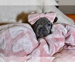 Small Photo #2 French Bulldog Puppy For Sale in ELM GROVE, WI, USA