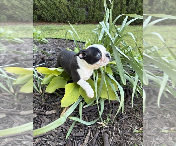 Medium Photo #15 Boston Terrier Puppy For Sale in FREDONIA, KS, USA