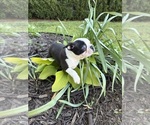Small #14 Boston Terrier