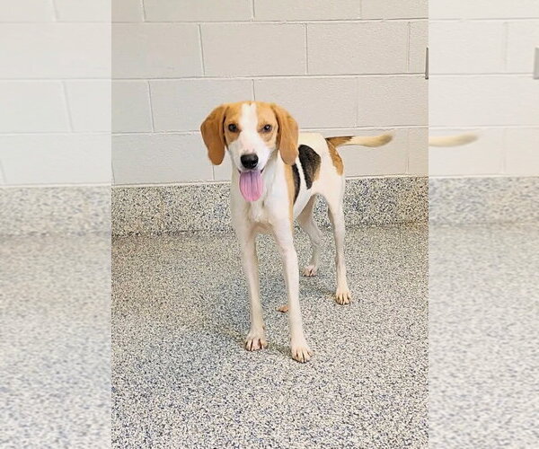 Medium Photo #2 Mutt Puppy For Sale in Shelburne, VT, USA