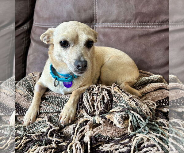 Medium Photo #7 Chihuahua-Unknown Mix Puppy For Sale in Fargo, ND, USA