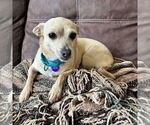 Small #6 Chihuahua Mix