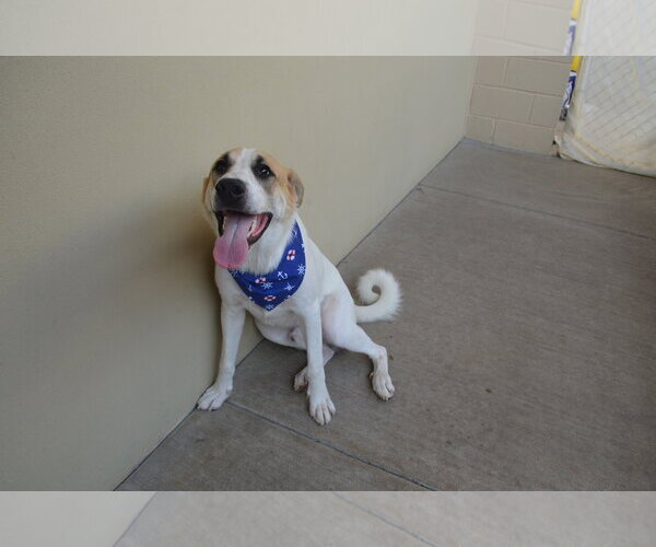 Medium Photo #3 Mutt Puppy For Sale in McKinney, TX, USA