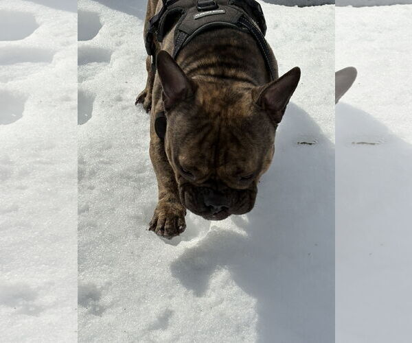 Medium Photo #7 Bulldog Puppy For Sale in Dumont, NJ, USA