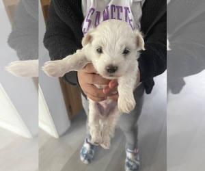 Maltese Puppy for Sale in SAN ANTONIO, Texas USA