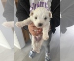 Small Maltese