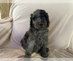 Puppy 2 Poodle (Standard)