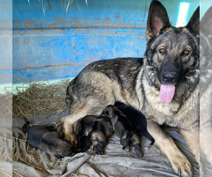 German Shepherd Dog Puppy for sale in WHITEWATER, KS, USA