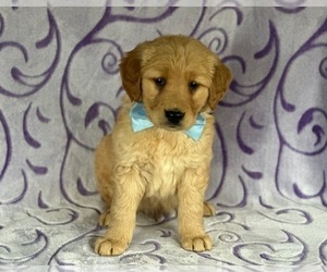 Golden Retriever Puppy for sale in LANCASTER, PA, USA