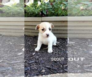 Jack Russell Terrier Puppy for sale in ETNA GREEN, IN, USA